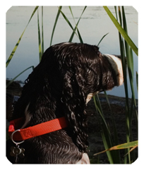 DF35-312 Gone Hunting (Duck with Dog)